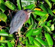 DSC_5527_001.JPG