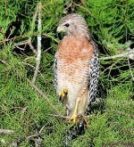 DSC_5576_001.JPG