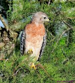 DSC_5578_001.JPG