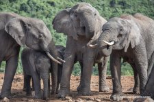 elephnant get together et.jpg