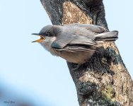 PygmyNHFledge-66.jpg