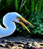 DSC_5635_001.JPG