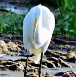 DSC_5708_001.JPG