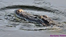 DSC_5758_001.JPG