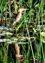 DSC_5799_001.JPG