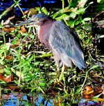 DSC_5833_001.JPG