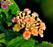 DSC_5853_001.JPG
