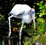 DSC_5861_001.JPG