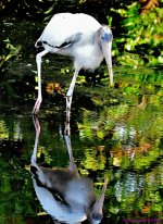 DSC_5862_001.JPG