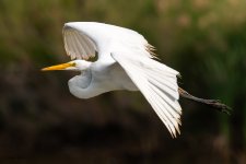 GreatEgretFlight-67.jpg