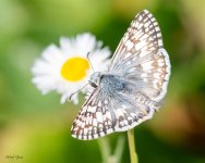 Butterfly-68.jpg