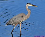 DSC_5993_001.JPG