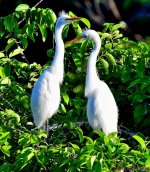 DSC_5998_001.JPG