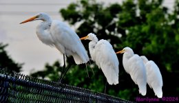 DSC_6031_001.JPG