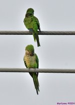 DSC_6040_001.JPG