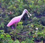 DSC_6057_001.JPG