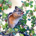 ChipperBerries-72.jpg