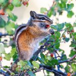 ChipperBerries-71.jpg