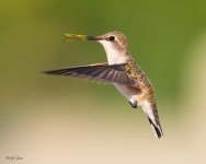 BCHummerPollen-71.jpg