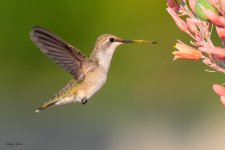 BCHummerPollen-72.jpg