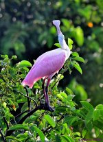 DSC_6085_001.JPG