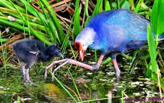 DSC_6129_001.JPG