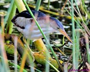 DSC_6151_001.JPG