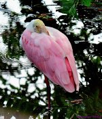 DSC_6221_001.JPG