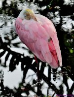 DSC_6232_001.JPG