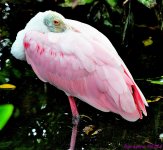 DSC_6236_001.JPG