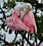 DSC_6282_001.JPG