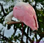 DSC_6326_001.JPG