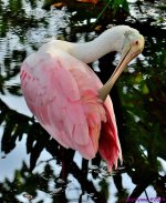 DSC_6346_001.JPG