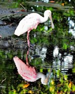 DSC_6367_001.JPG