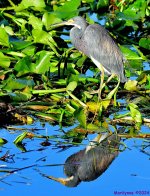 DSC_6390_001.JPG