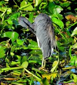 DSC_6392_001.JPG