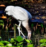 DSC_6394_001.JPG