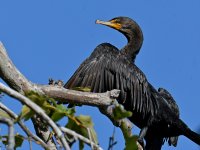 Cormorant.jpg