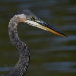 BlueHeron4.jpg