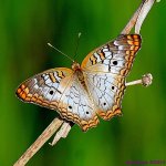 DSC_6409_001.JPG