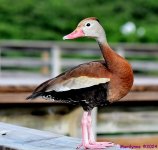 DSC_6488_001.JPG