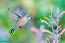 HummerFlower-77.jpg