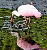 DSC_6525_001.JPG