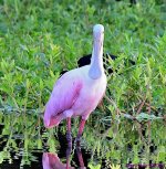 DSC_6555_001.JPG