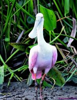 DSC_6563_001.JPG