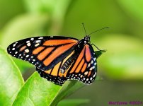 DSC_6568_001.JPG