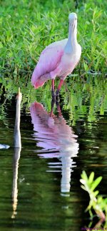 DSC_6560_001.JPG