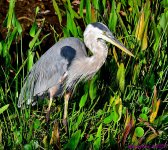 DSC_6601_001.JPG
