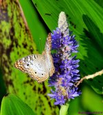 DSC_6635_001.JPG