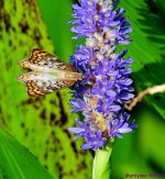 DSC_6642_001.JPG